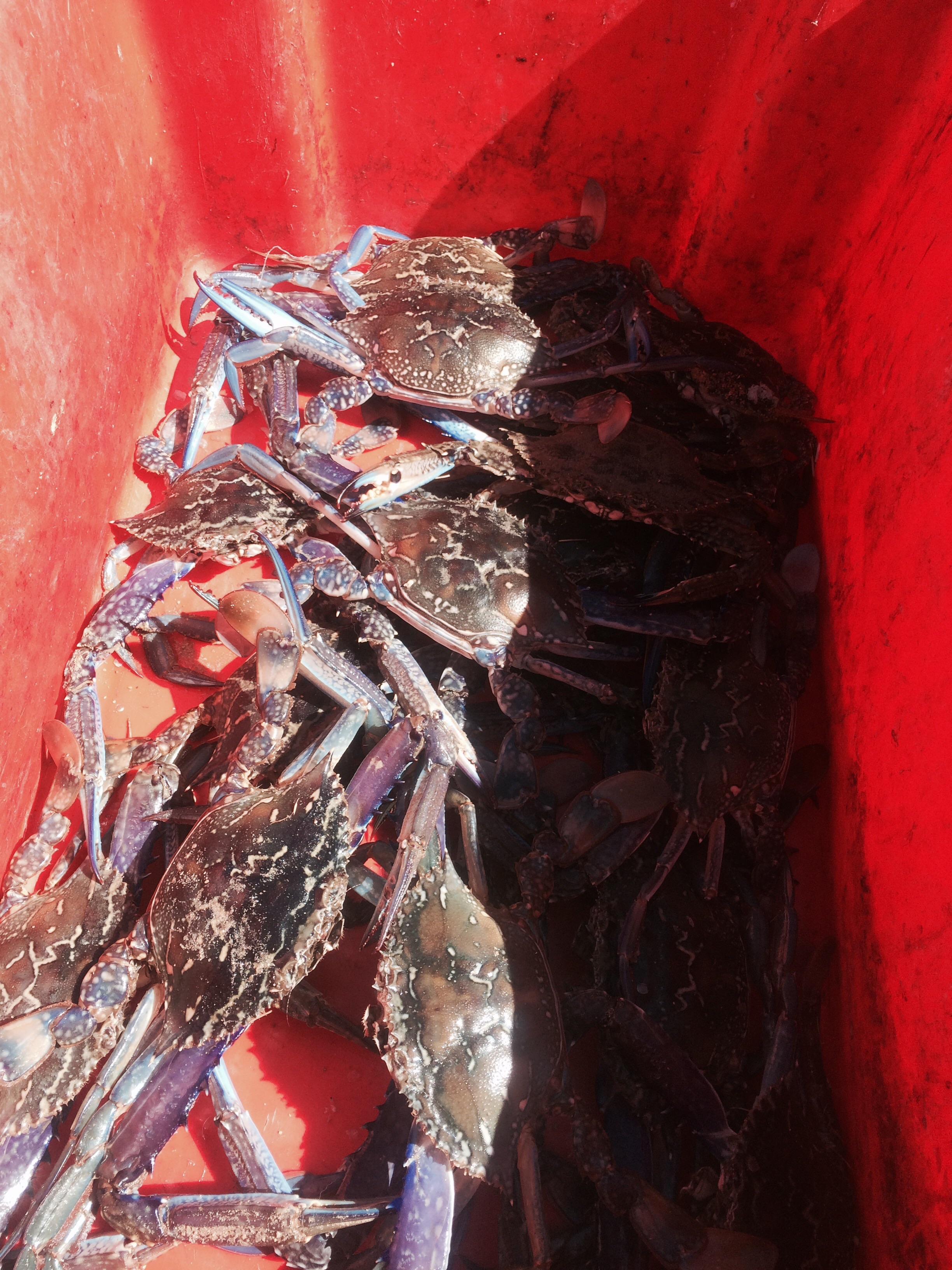 Mandurah crabs Fishing Fishing WA. Fishing Photos